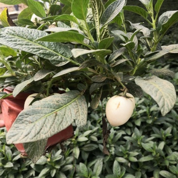 人生果苗当年结果皮薄多汁一年结三次果带盆发货