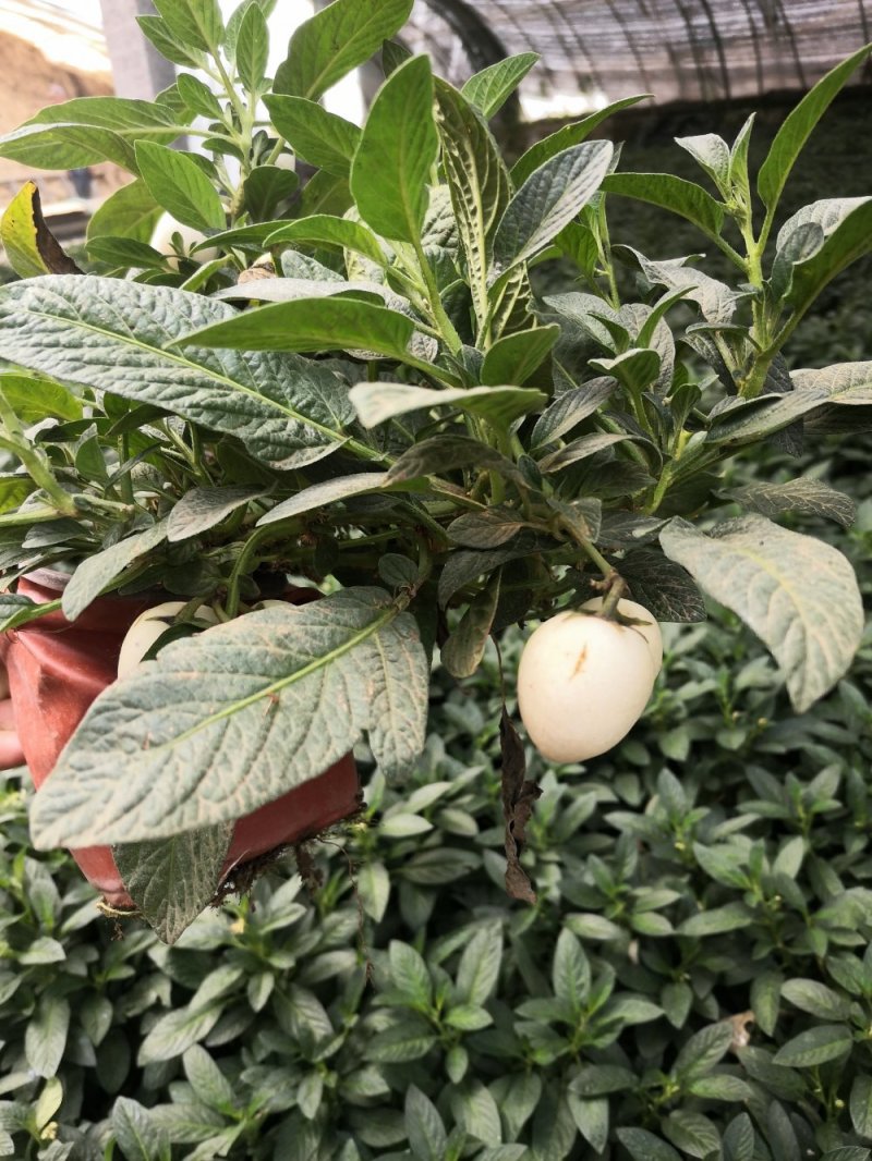 人生果苗当年结果皮薄多汁一年结三次果带盆发货
