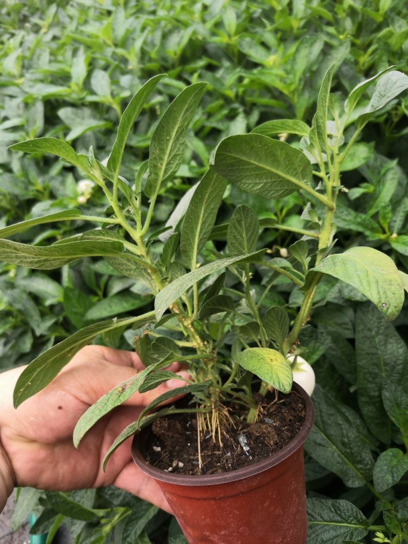 人生果苗当年结果皮薄多汁一年结三次果带盆发货