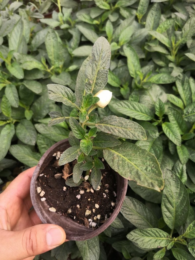 人生果苗当年结果皮薄多汁一年结三次果带盆发货