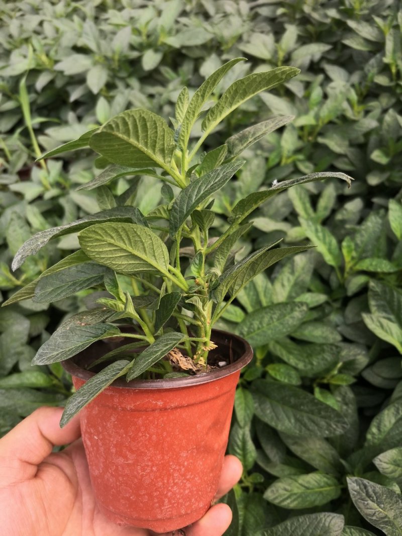 人生果苗当年结果皮薄多汁一年结三次果带盆发货