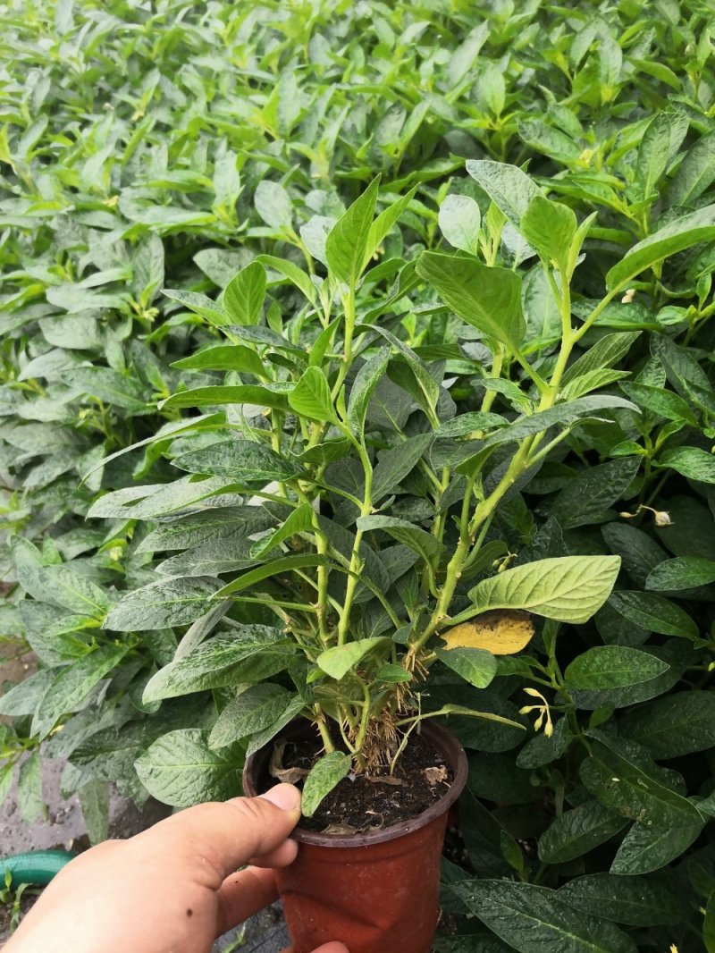 人生果苗当年结果皮薄多汁一年结三次果带盆发货