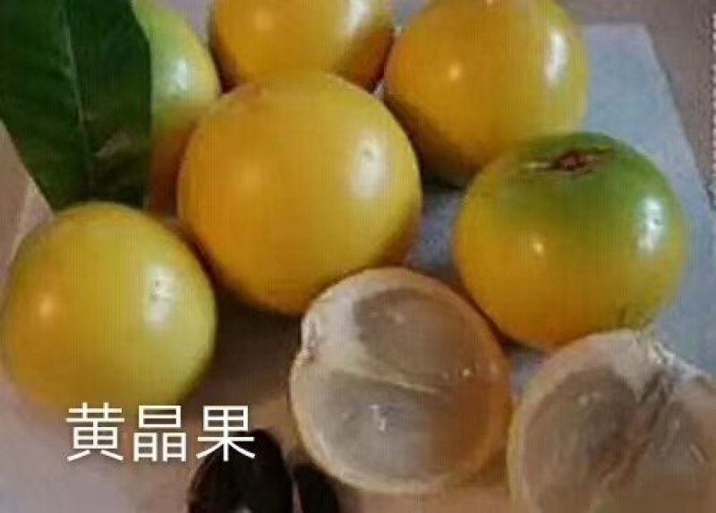 黄晶果苗黄金果亚美果庭院水果苗小袋苗实生苗