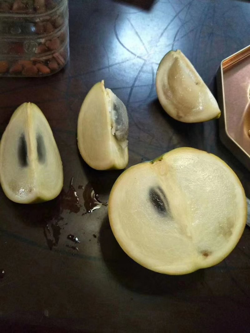 黄晶果苗黄金果亚美果庭院水果苗小袋苗实生苗