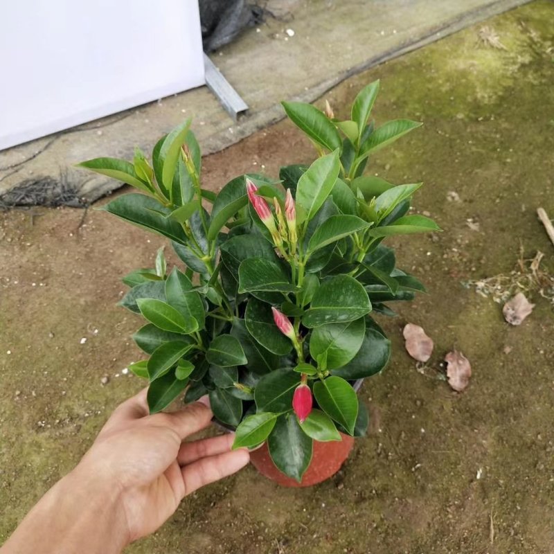 精品飘香藤福建基地自产自销