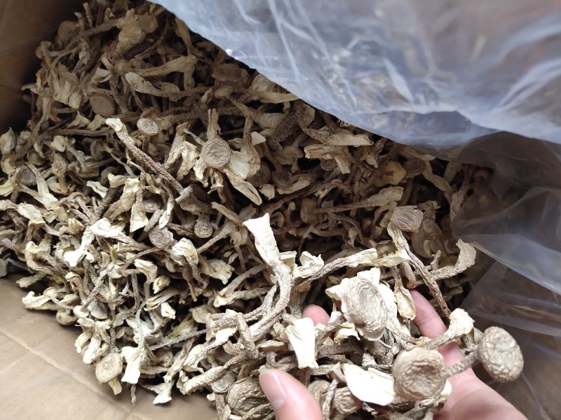 精选鹿茸菌鹿茸菇产地直发一手货源量大从优