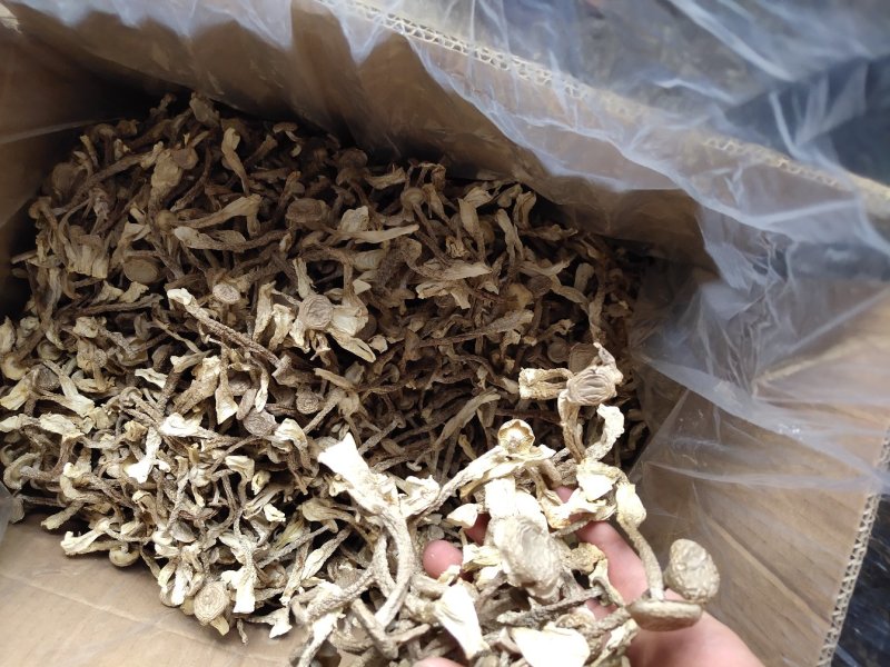 精选鹿茸菌鹿茸菇产地直发一手货源量大从优