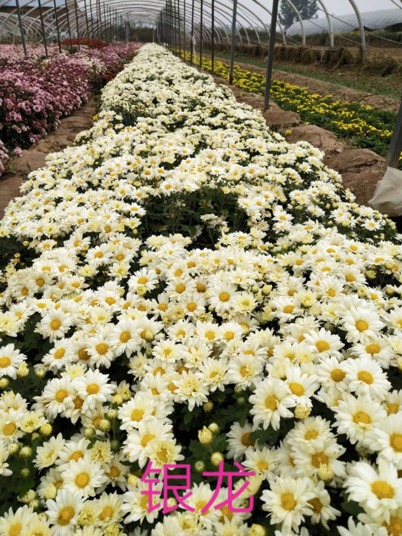 菊花苗观赏菊茶菊夏菊乒乓球菊接受预定