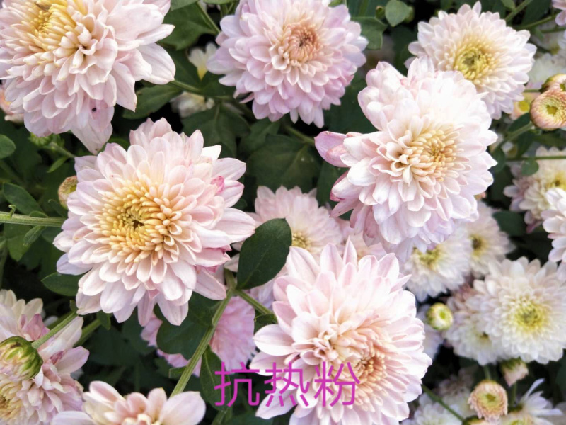菊花苗观赏菊茶菊夏菊乒乓球菊接受预定