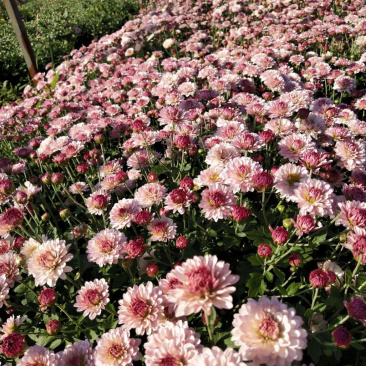 菊花苗观赏菊茶菊夏菊乒乓球菊接受预定