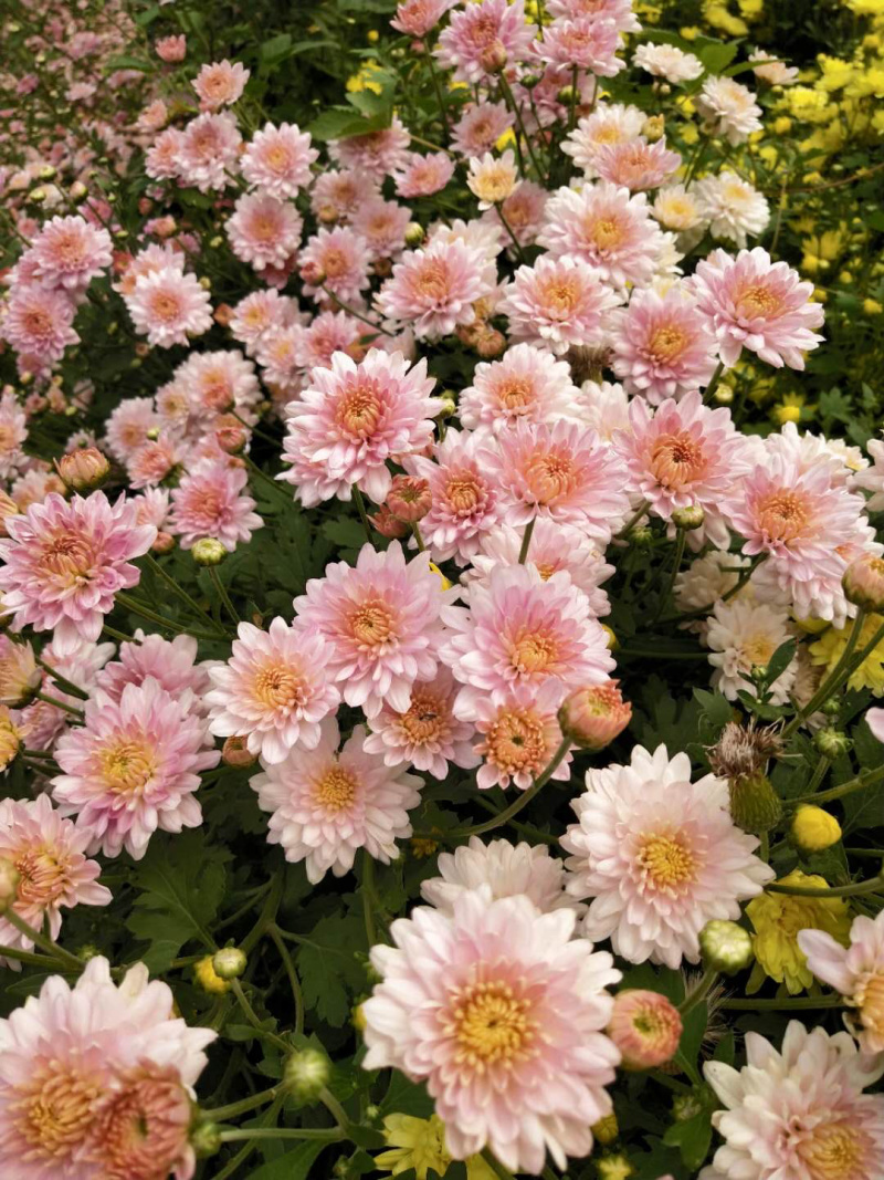 菊花苗观赏菊茶菊夏菊乒乓球菊接受预定