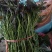 大田苗脱毒苗西瓜红红薯苗蔓头苗蜜薯苗