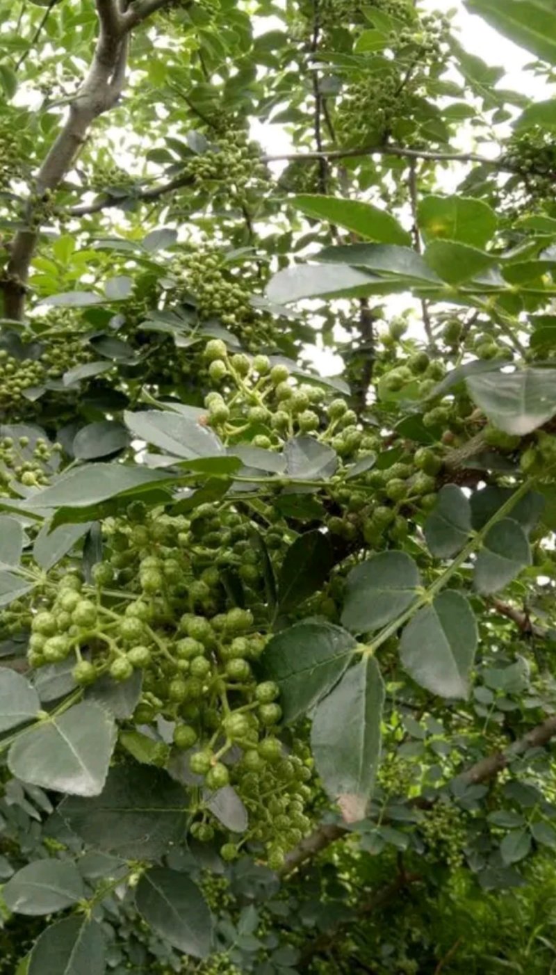 广东热销鲜花椒，口感非常的好，入口即香麻，云南特麻鲜花椒