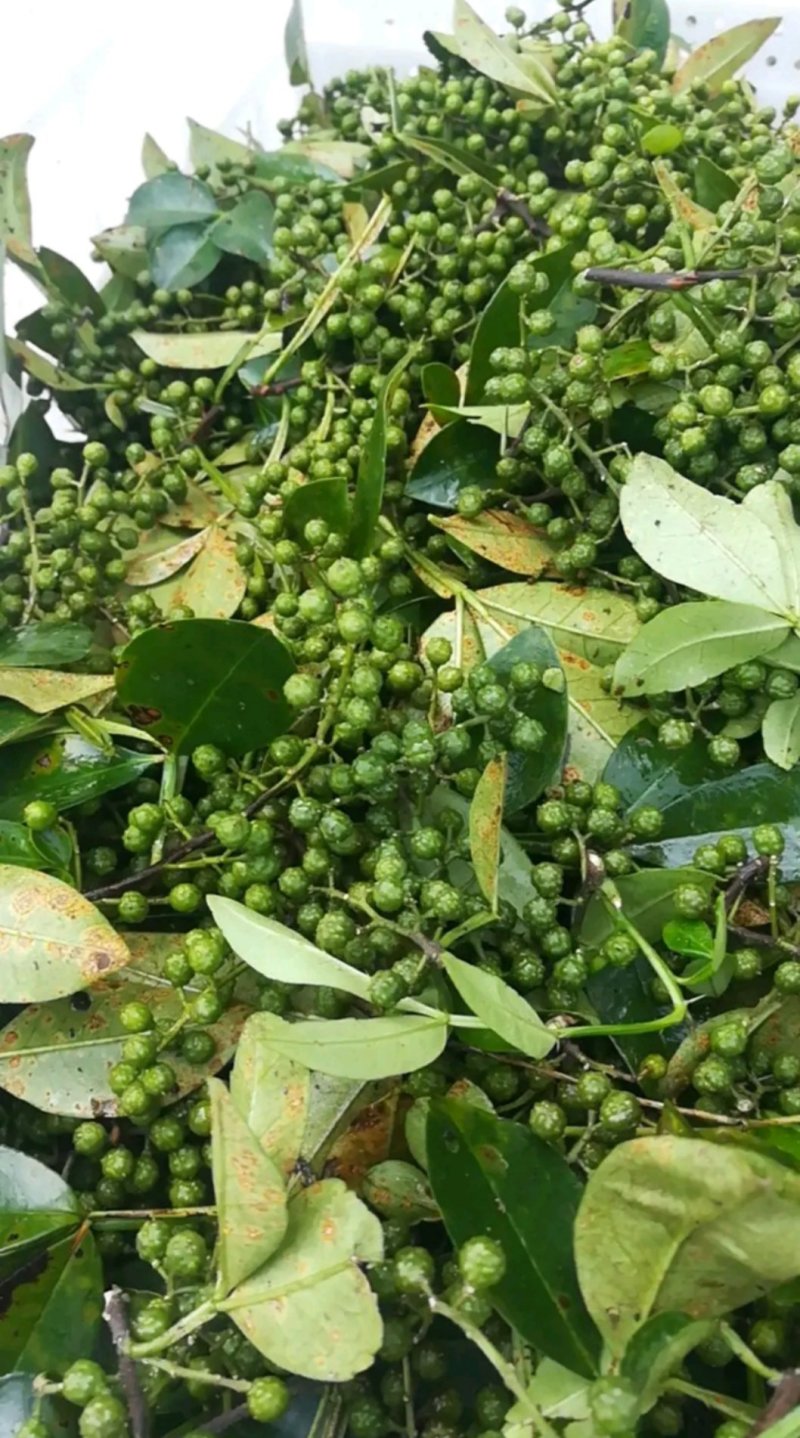 广东热销鲜花椒，口感非常的好，入口即香麻，云南特麻鲜花椒