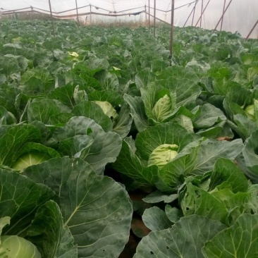 山西大同阳高益胜蔬菜有限公司欢迎甘蓝中甘21精品甘蓝