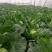 山西大同阳高益胜蔬菜有限公司欢迎甘蓝中甘21精品甘蓝