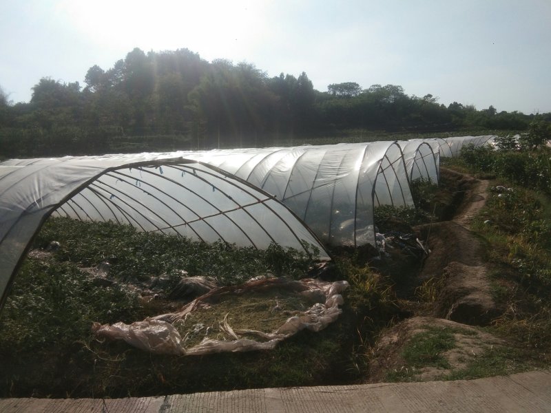 自贡麒麟西瓜（种植基地）