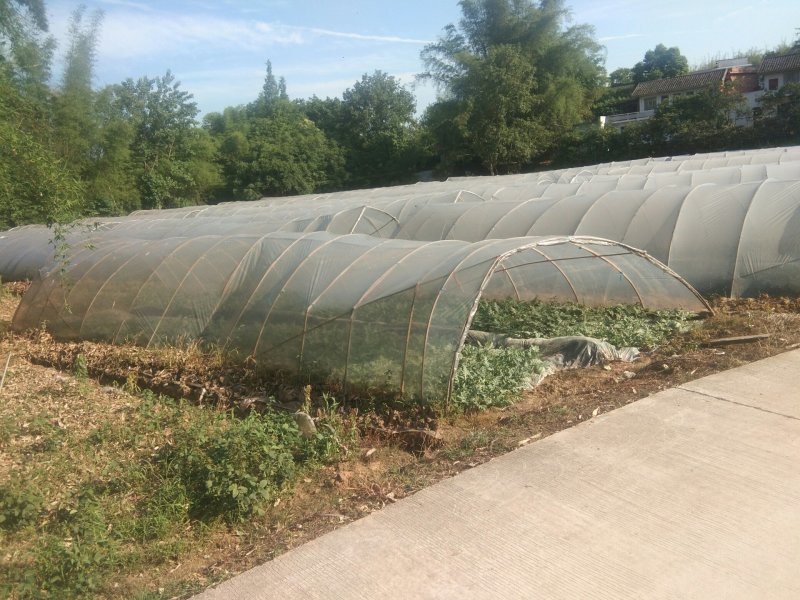 自贡麒麟西瓜（种植基地）