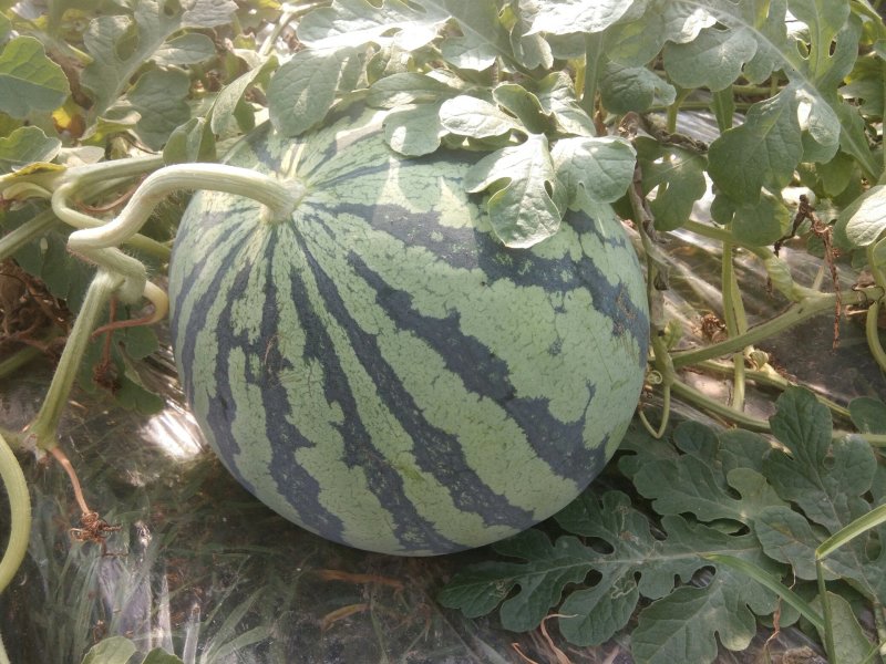 自贡麒麟西瓜（种植基地）