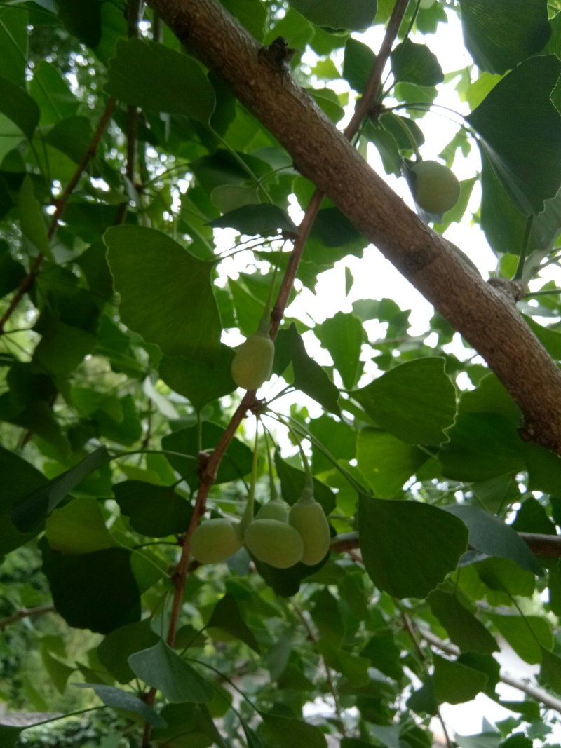 风景树（银杏树）适合私人别墅种养