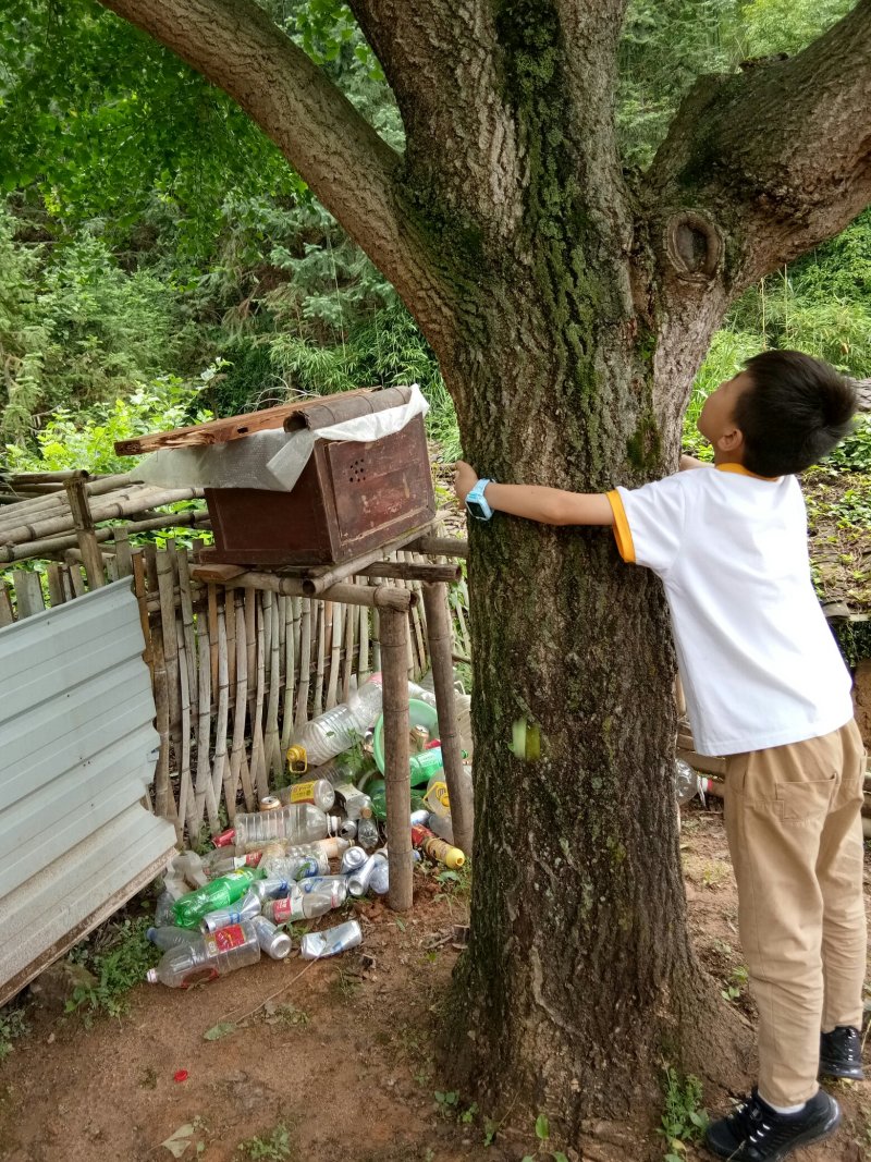 风景树（银杏树）适合私人别墅种养