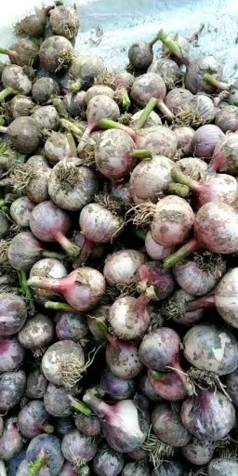 开原独头蒜.....干蒜6月20日以后干蒜上市