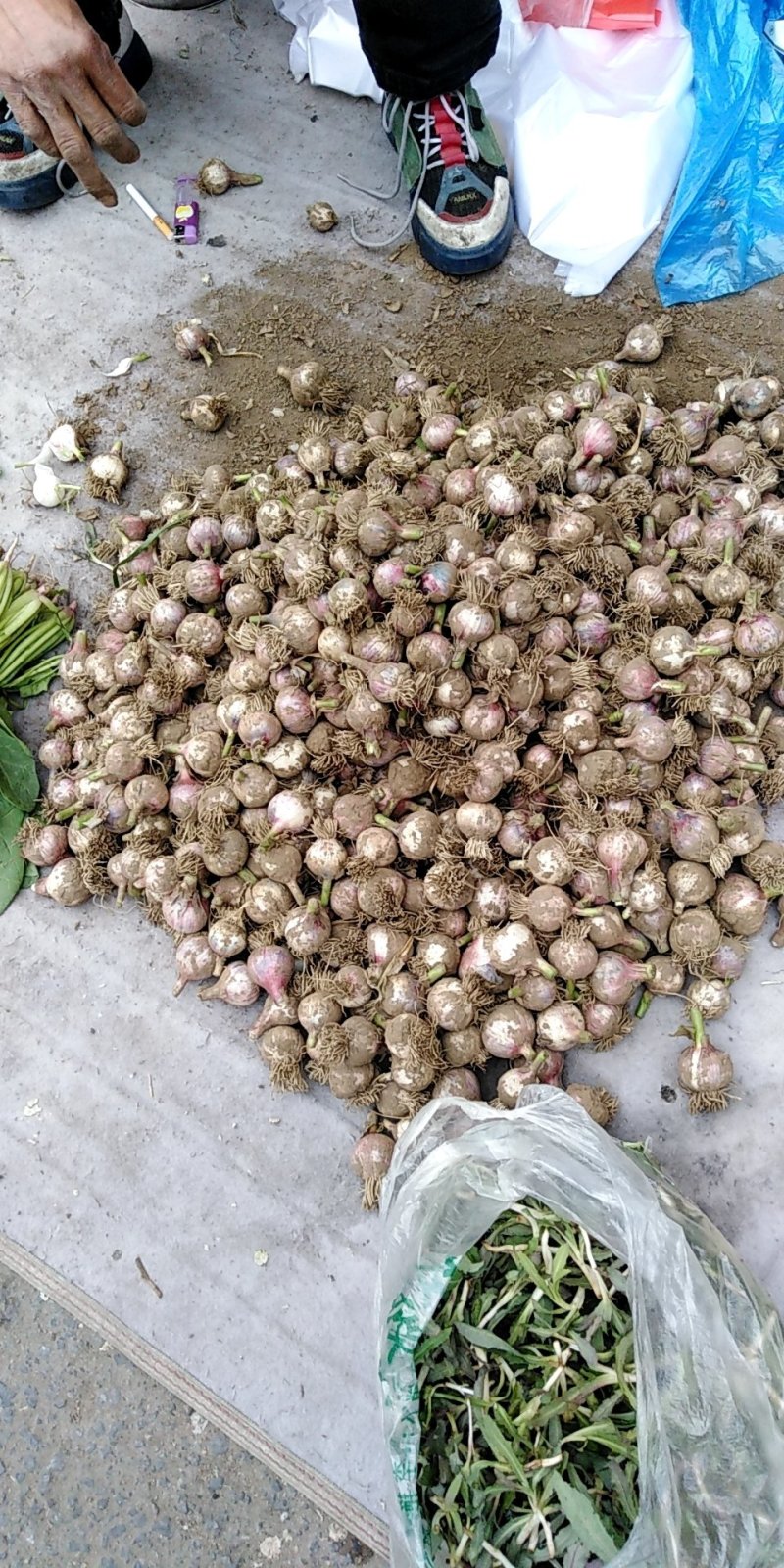 开原独头蒜.....干蒜6月20日以后干蒜上市