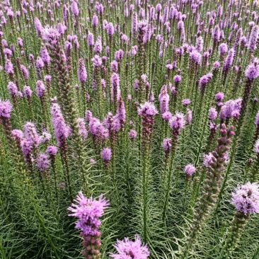 蛇鞭菊