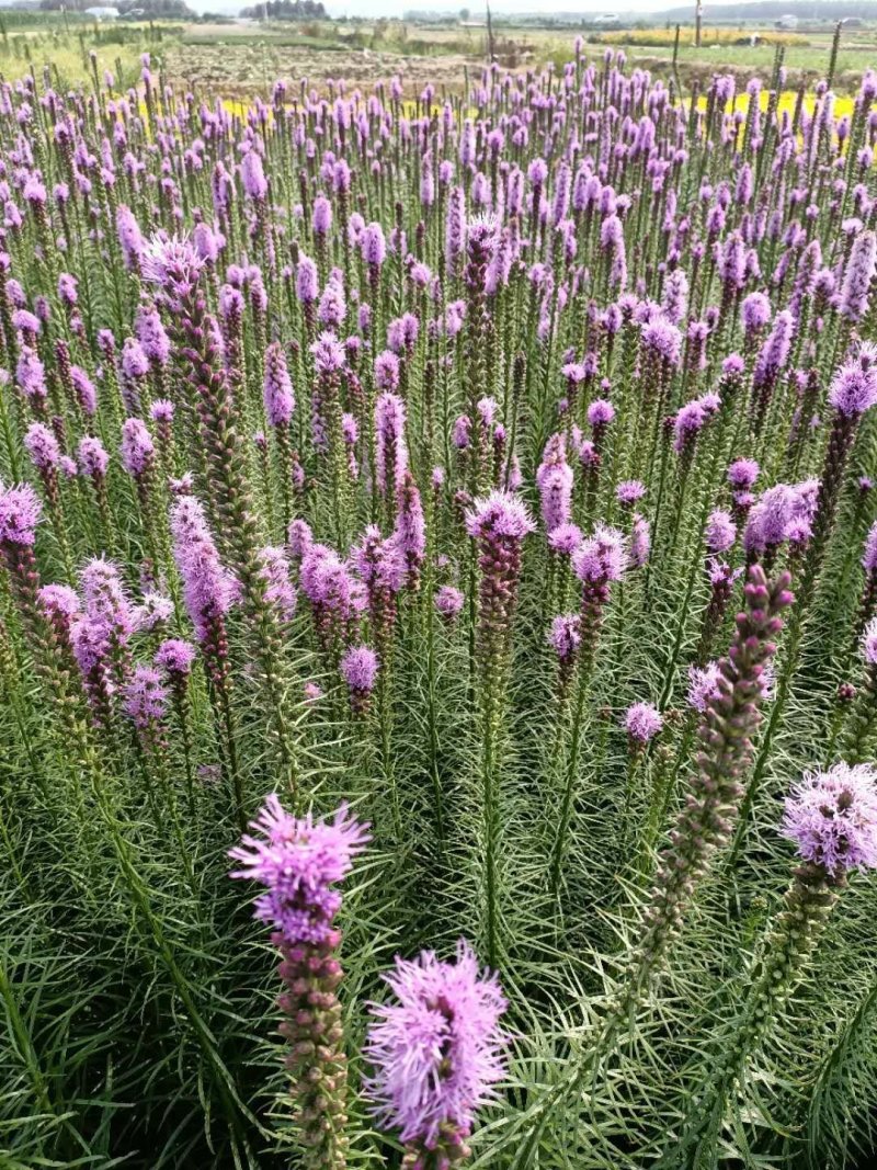 蛇鞭菊