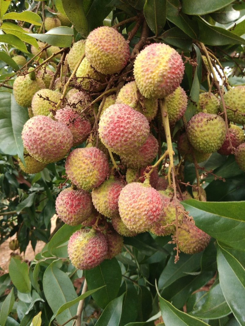 荔枝