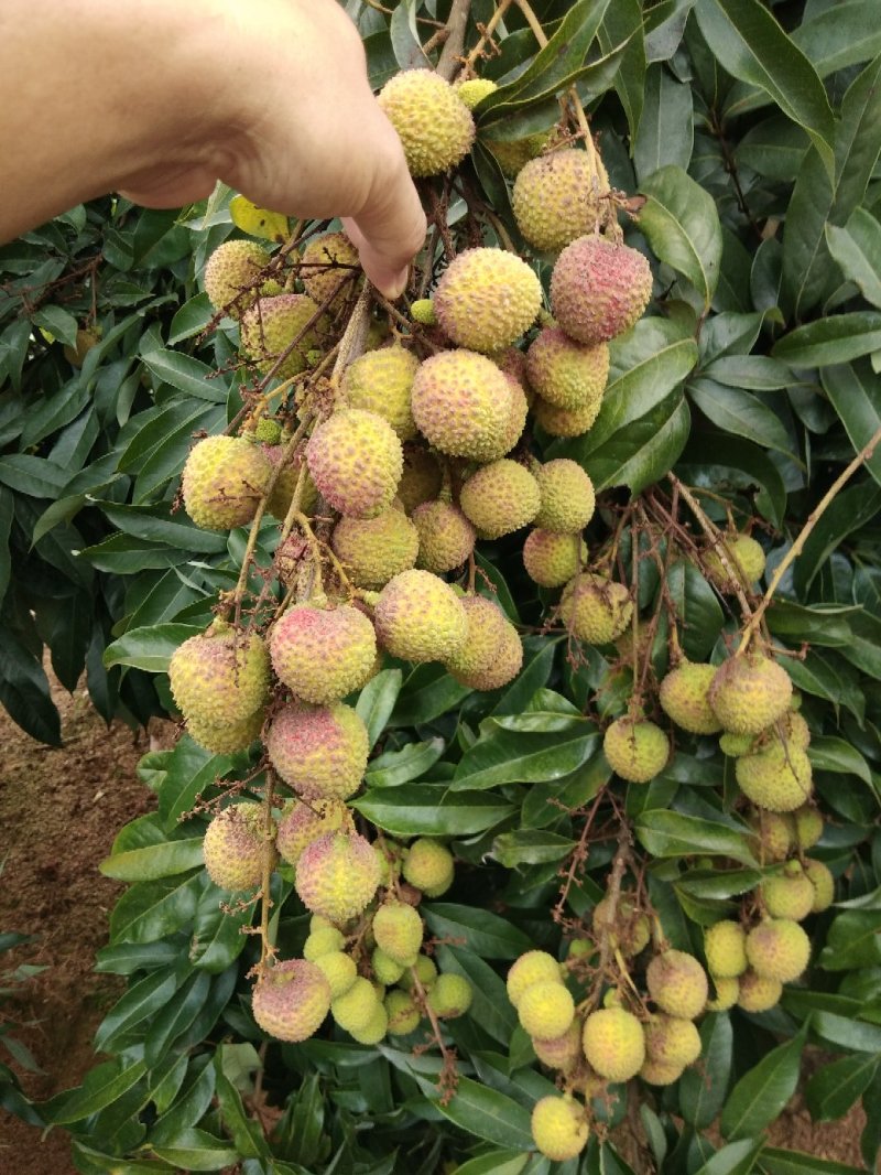 荔枝
