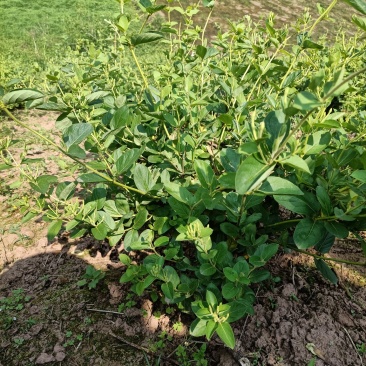 四季金银花，树型金银花苗
