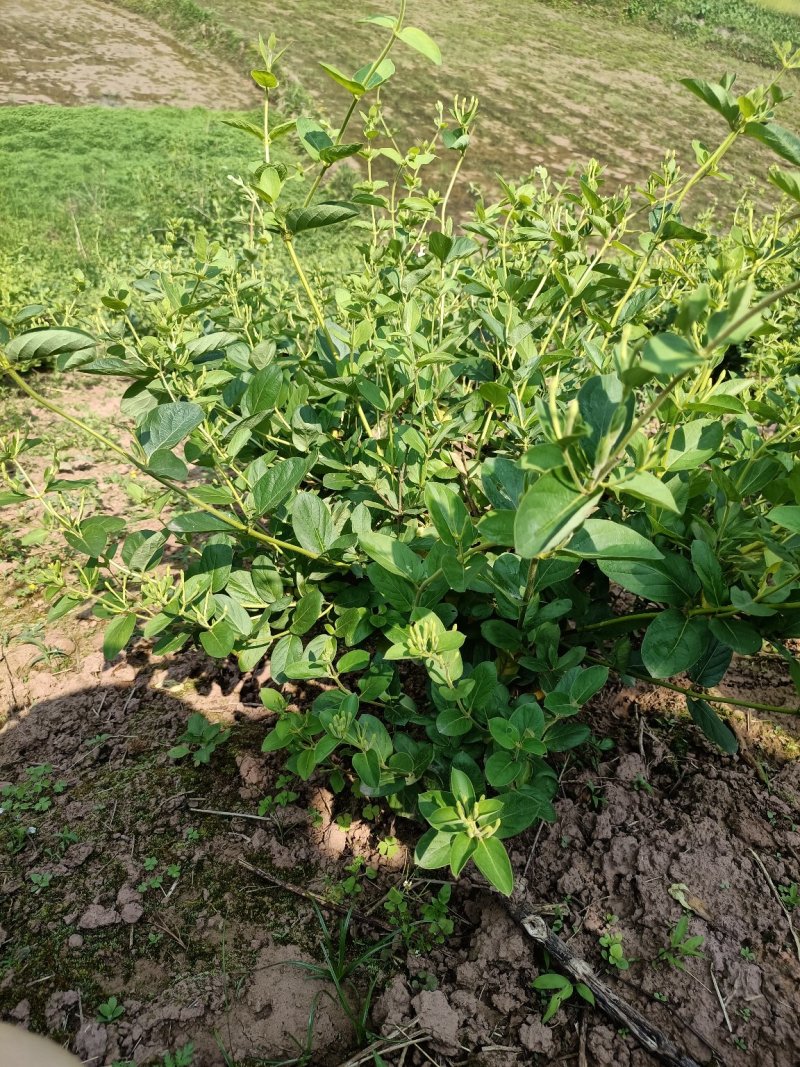 四季金银花，树型金银花苗