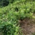 四季金银花，树型金银花苗