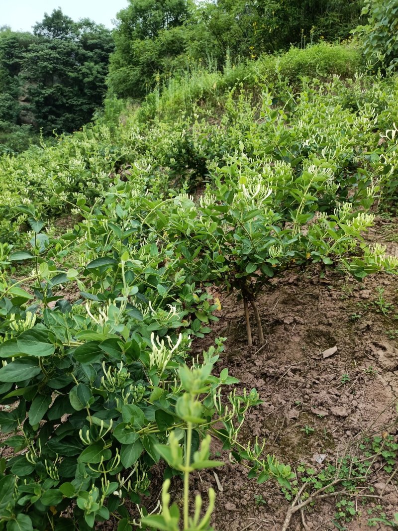 四季金银花，树型金银花苗