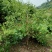 四季金银花，树型金银花苗