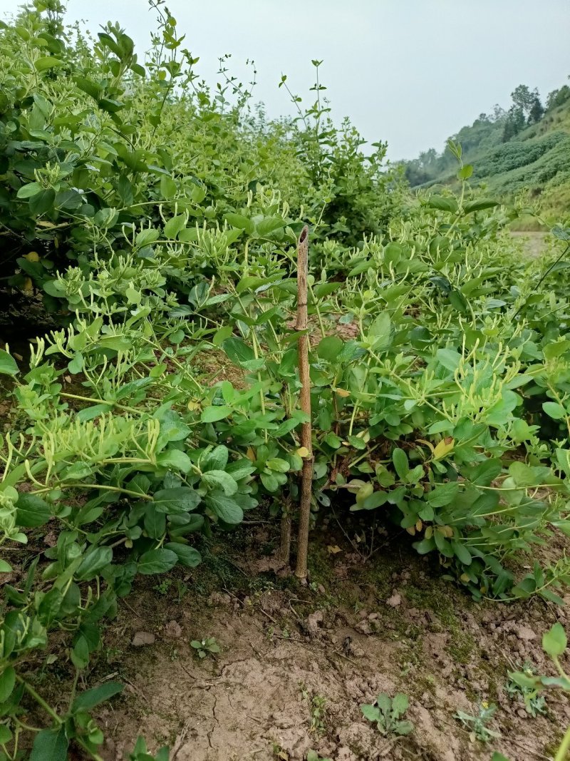 四季金银花，树型金银花苗