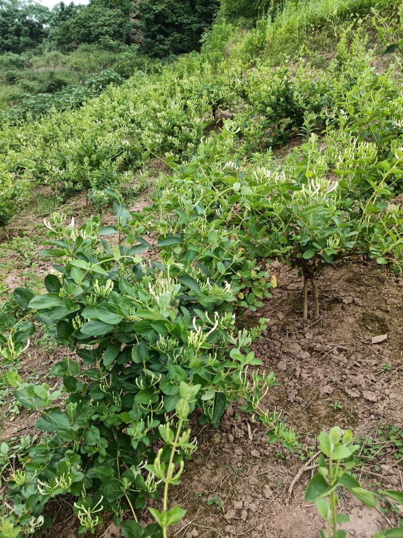 四季金银花，树型金银花苗