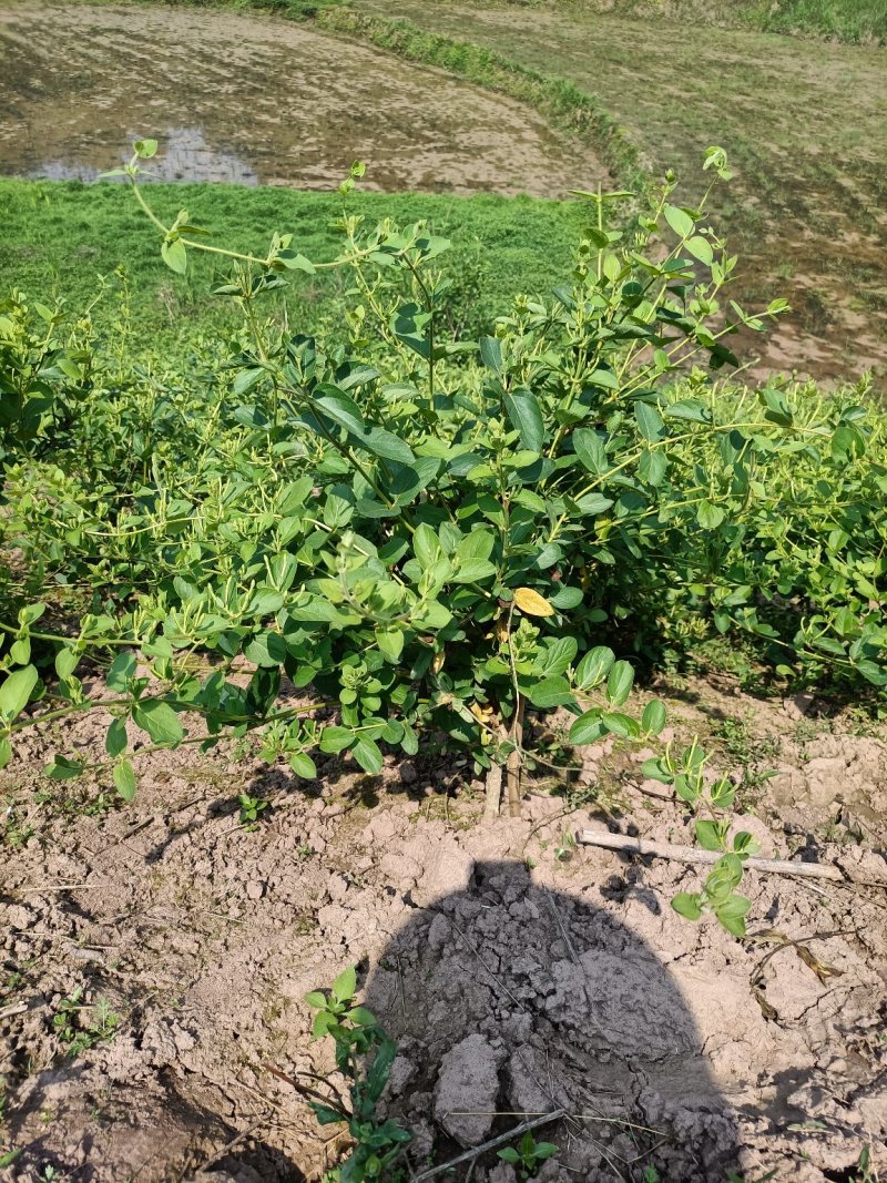 四季金银花，树型金银花苗