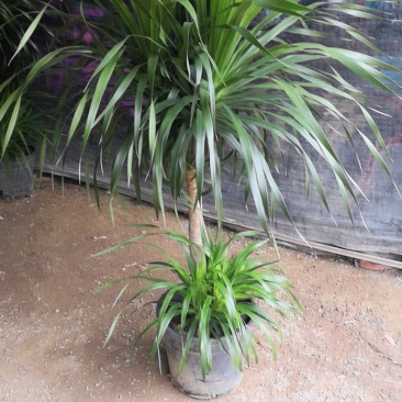 龙须树龙血树，镇宅避邪植物。