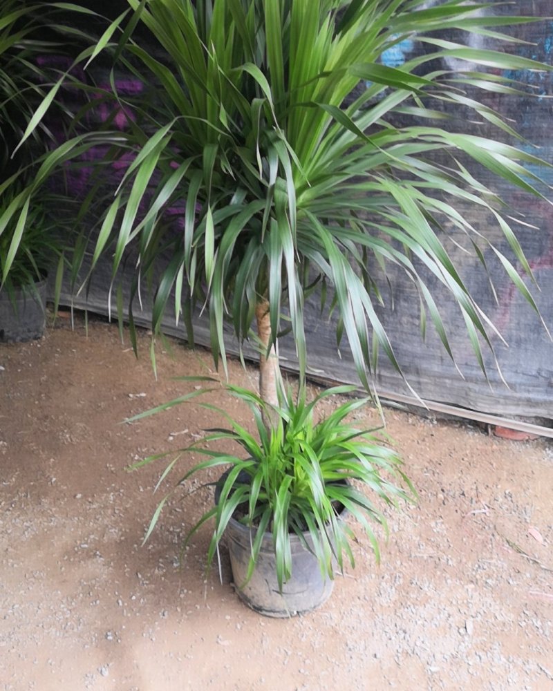 龙须树龙血树，镇宅避邪植物。