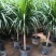 龙须树龙血树，镇宅避邪植物。