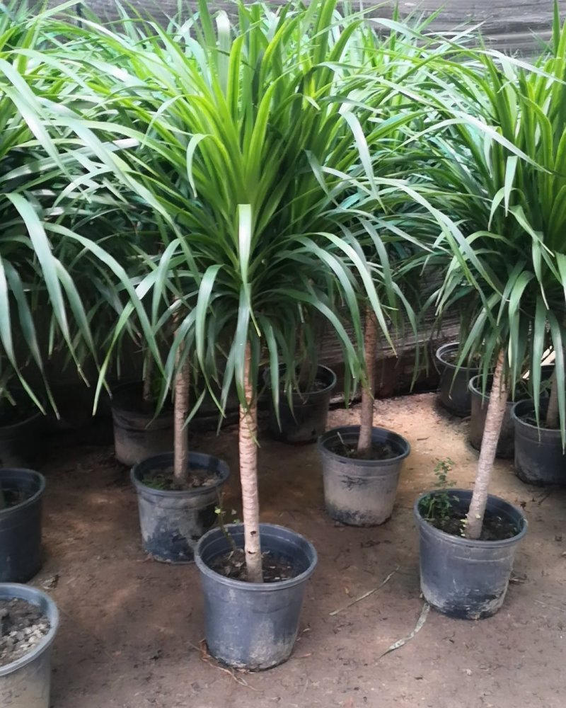龙须树龙血树，镇宅避邪植物。