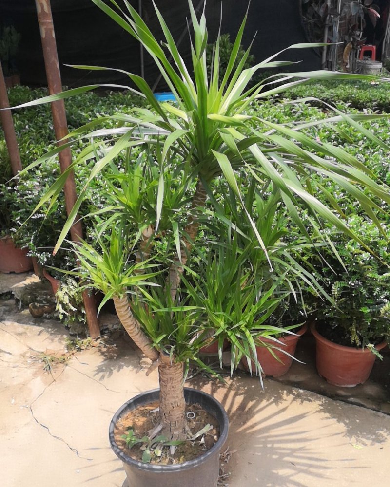 龙须树龙血树，镇宅避邪植物。