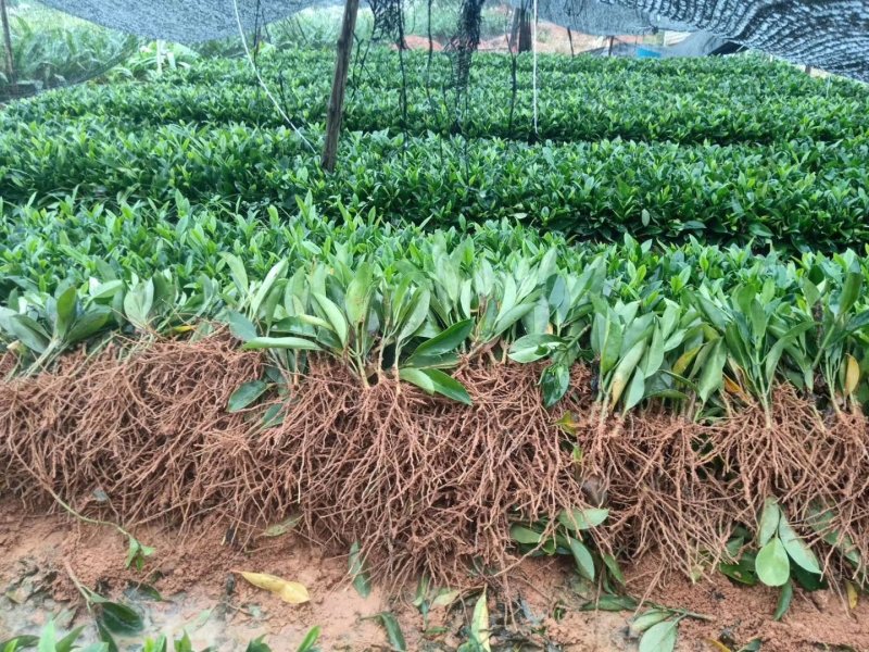 非洲茉莉(灰莉)地苗、袋苗、球苗应有尽有
