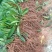 非洲茉莉(灰莉)地苗、袋苗、球苗应有尽有