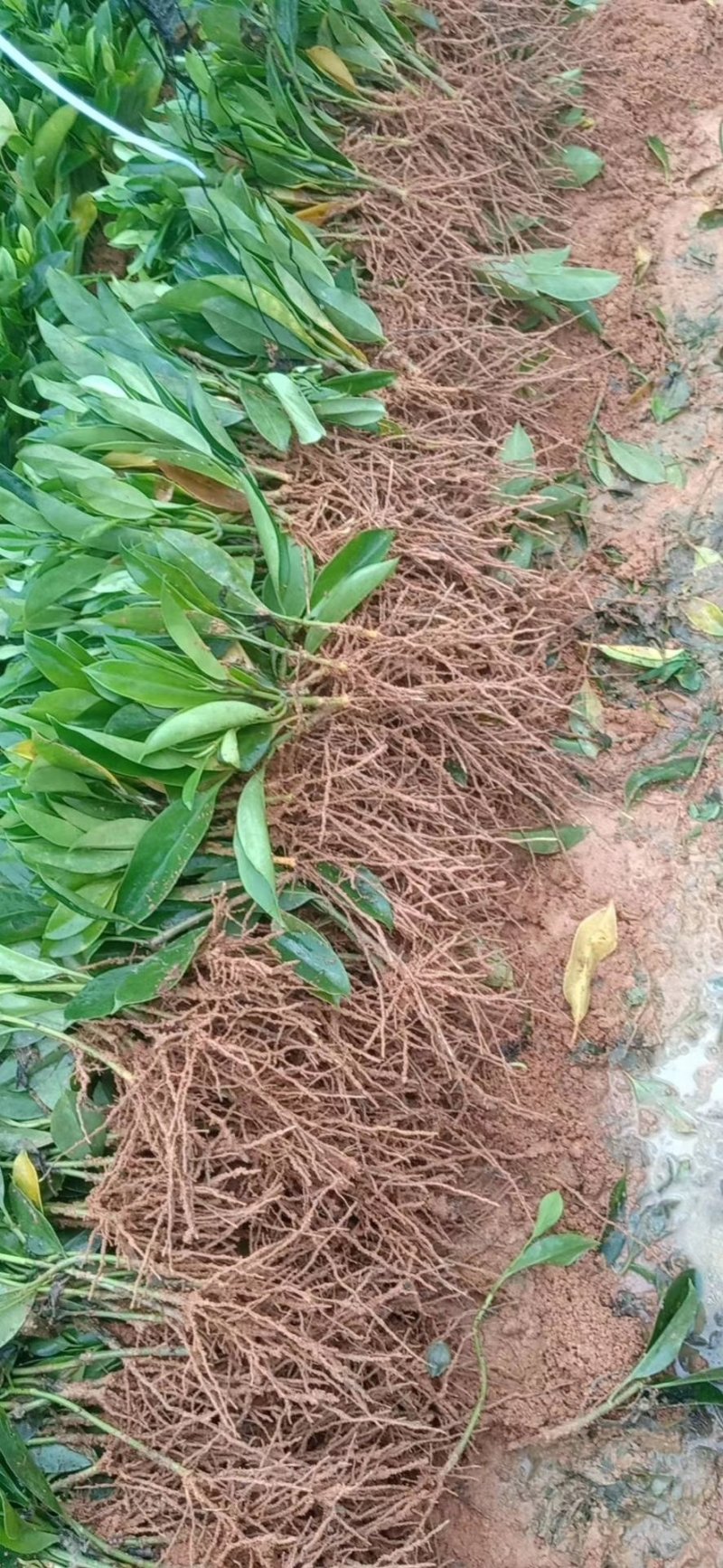 非洲茉莉(灰莉)地苗、袋苗、球苗应有尽有