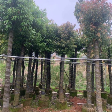 香樟树苗，小中大杯，营养袋苗，移植树苗