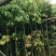 香樟树苗，小中大杯，营养袋苗，移植树苗