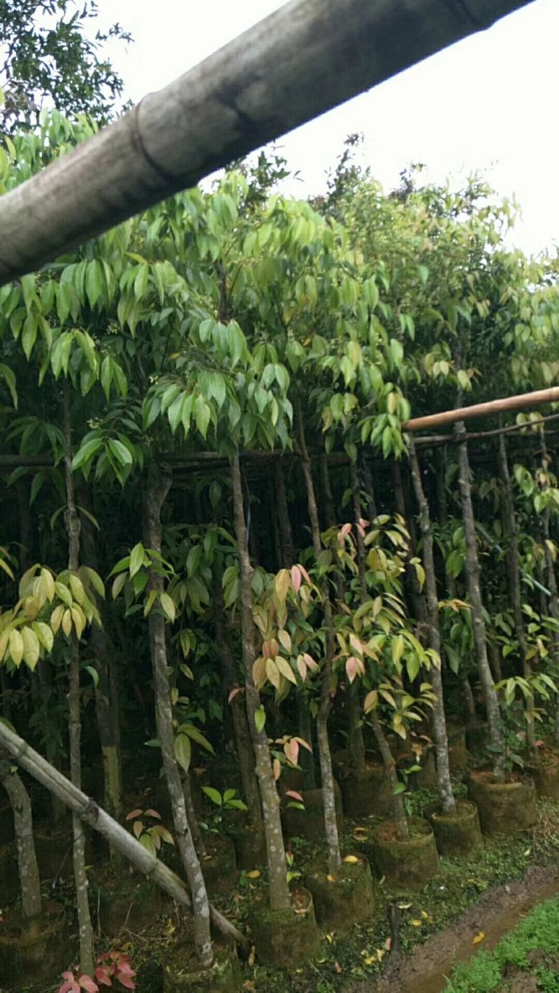 香樟树苗，小中大杯，营养袋苗，移植树苗